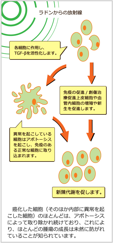 バドガシュタイン鉱石 天然ラジウム鉱石 輸入 玉川の鉱石